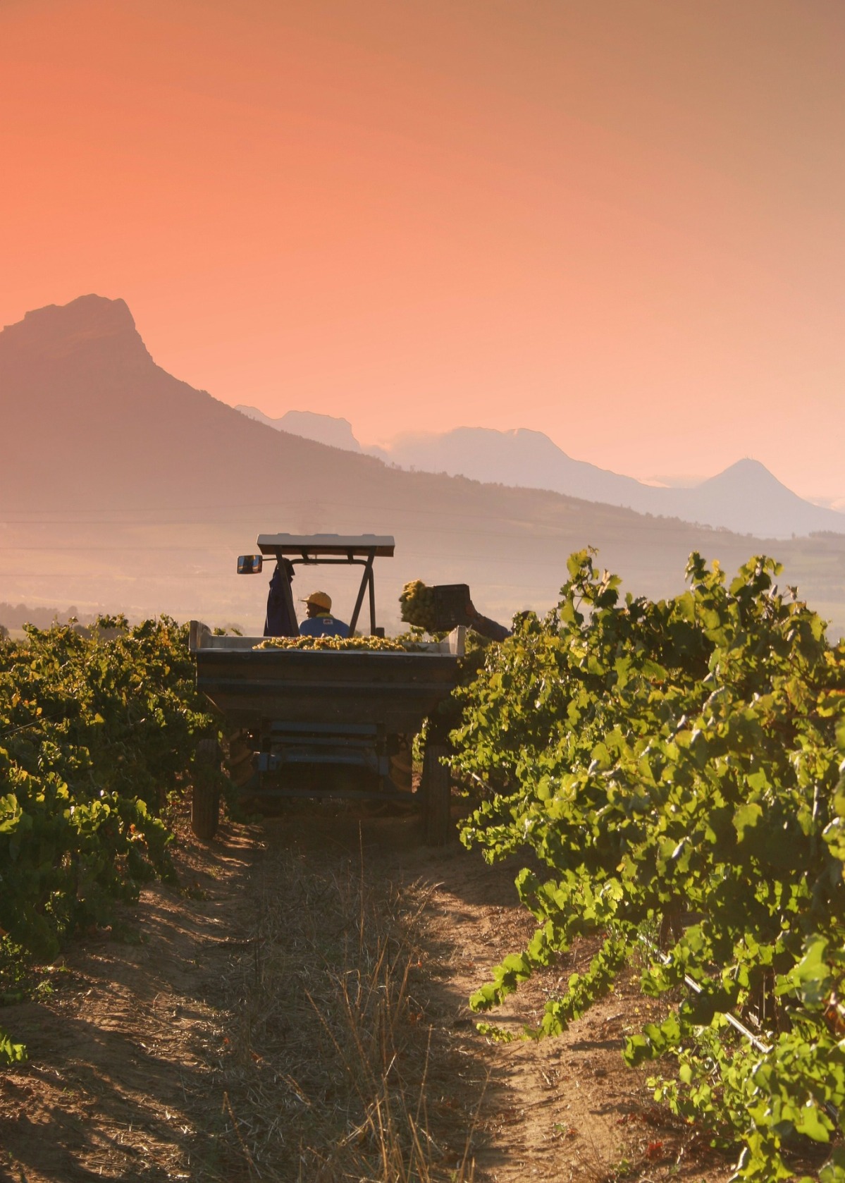 Test: South African wines…doing well??